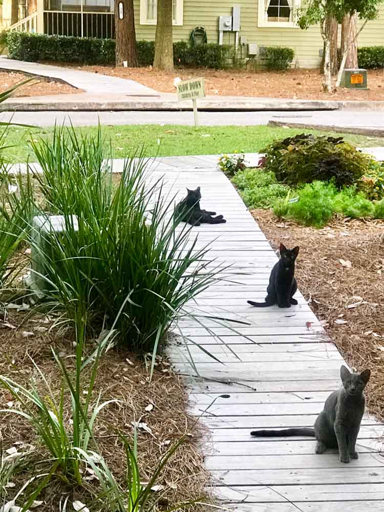 OBACCP - TNR'd Feral Cats on Walkway
