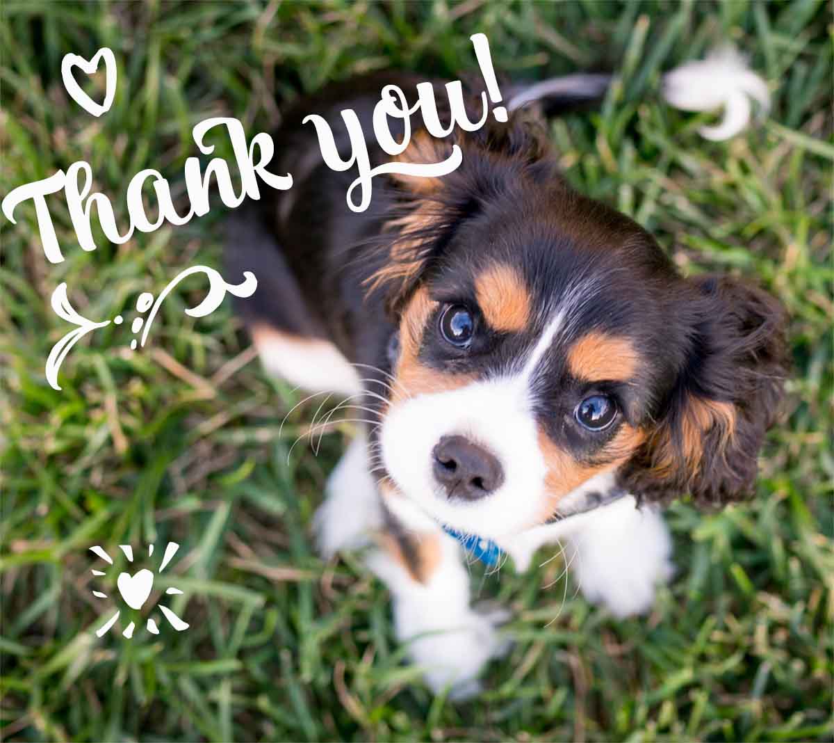 OBACCP Dog - Donate Thank You