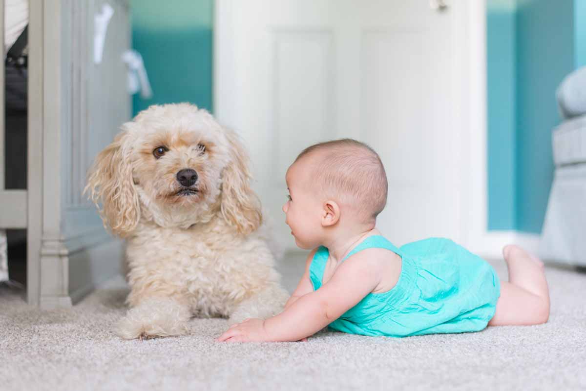 OBACCP Introducing Pets to Babies