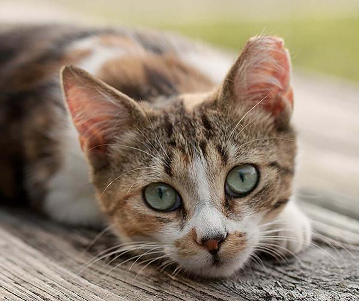 SHAC TNR ear-tipped cat